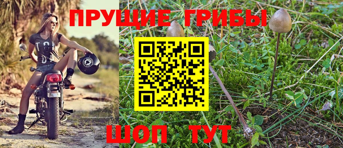 Ставрополь  Галлюциногенные грибы Psilocybine cubensis  Вход с VPN 